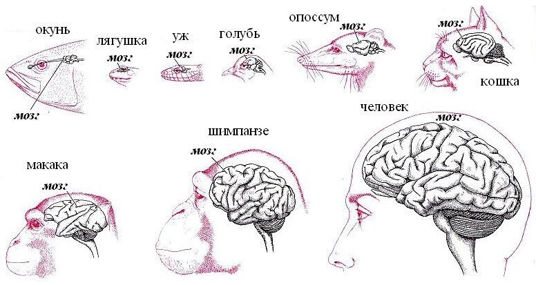 Разрыв между интеллектуальными способностями человека и наших ближайших родственников шимпанзе огромен. Именно интеллект делает человека человеком.