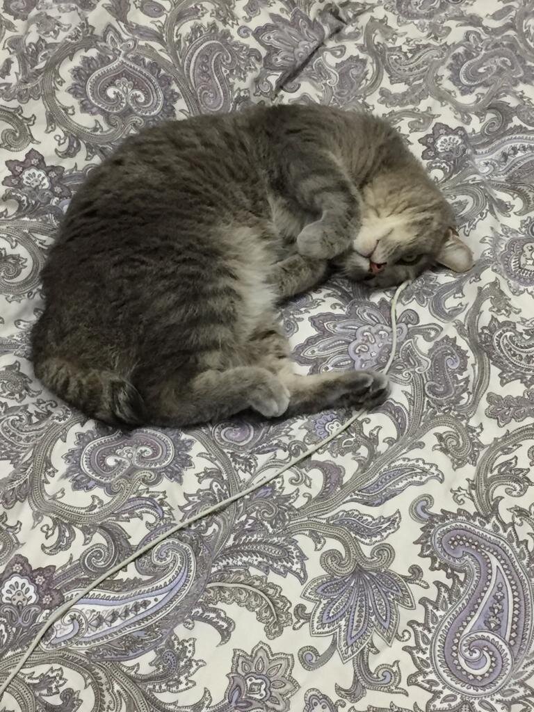 Картина маслом - "Не докормили, питаюсь от телефонной зарядки"