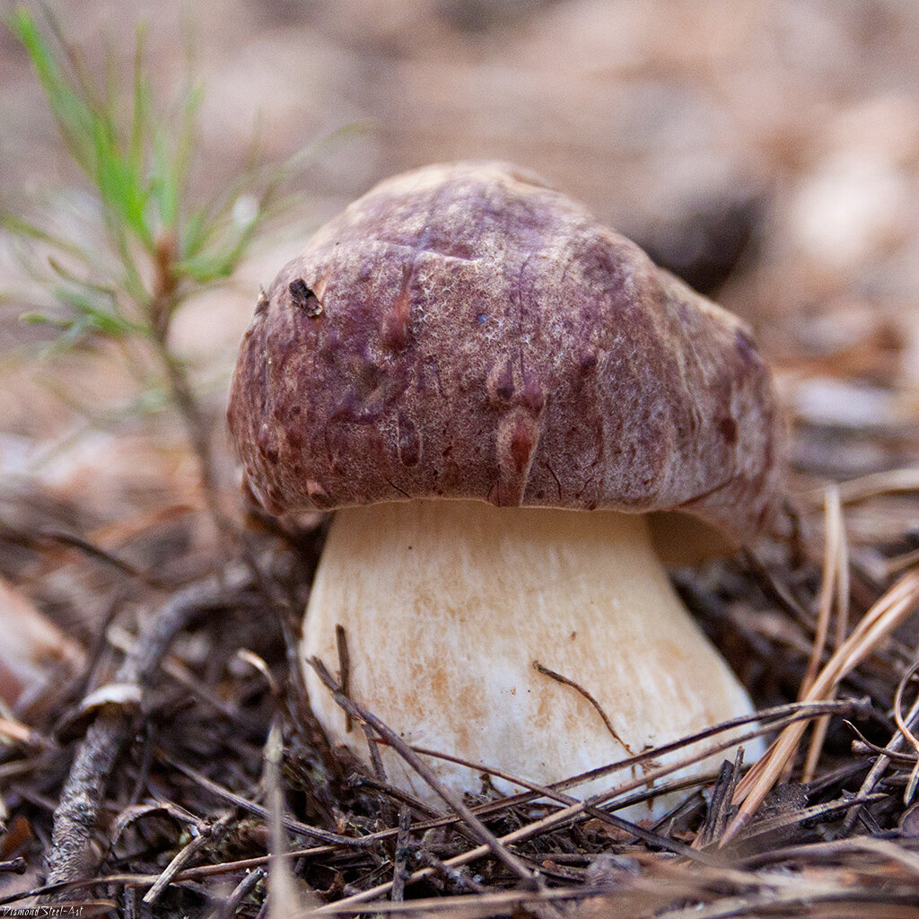 Гриб белый сосновый