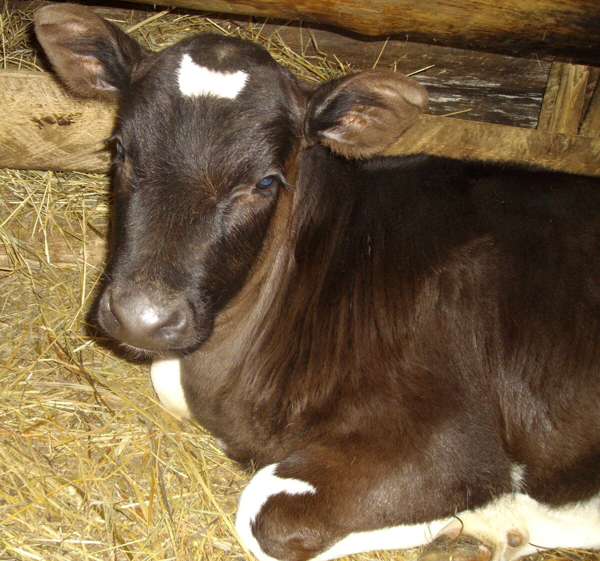 Посмотрите, какой красавчик! Источник фото: яндекс картинки