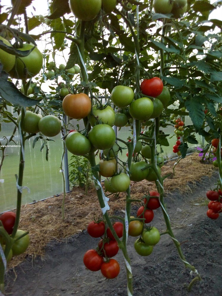 Самые высокоурожайные сорта помидор