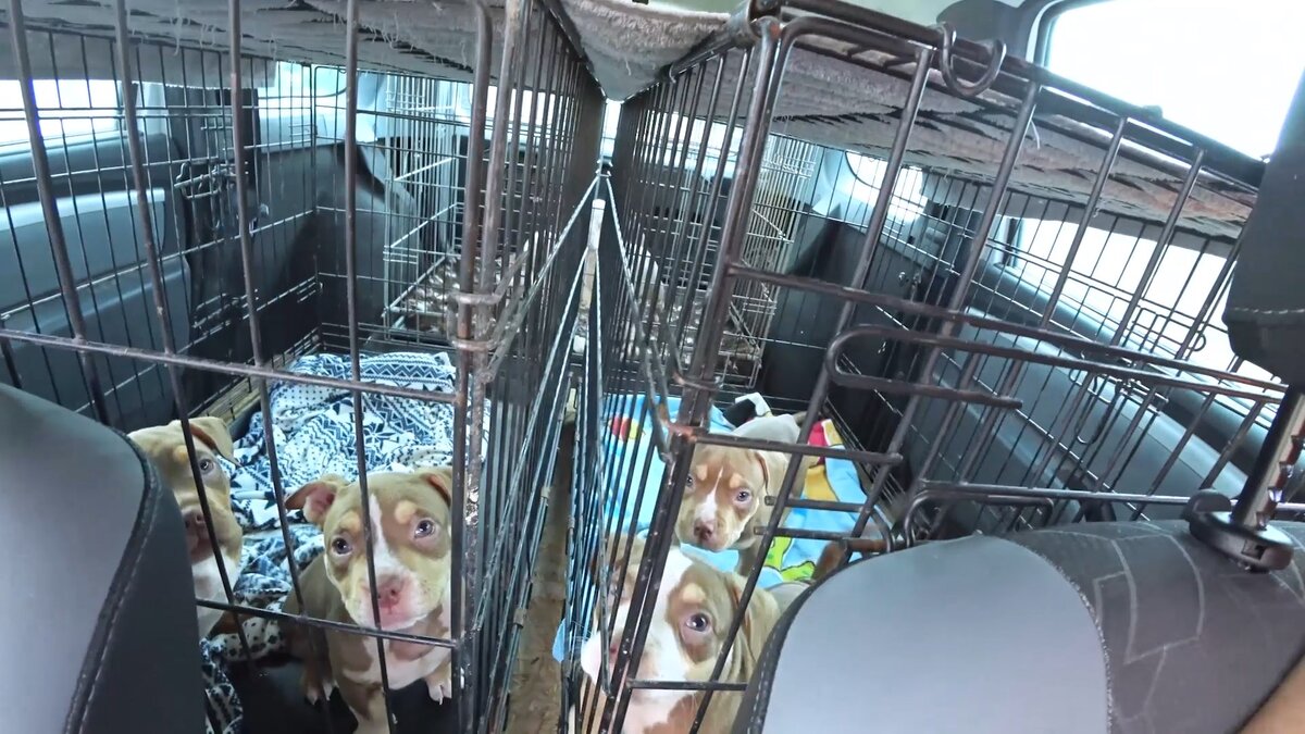 Щенки поехали на купирование ушей