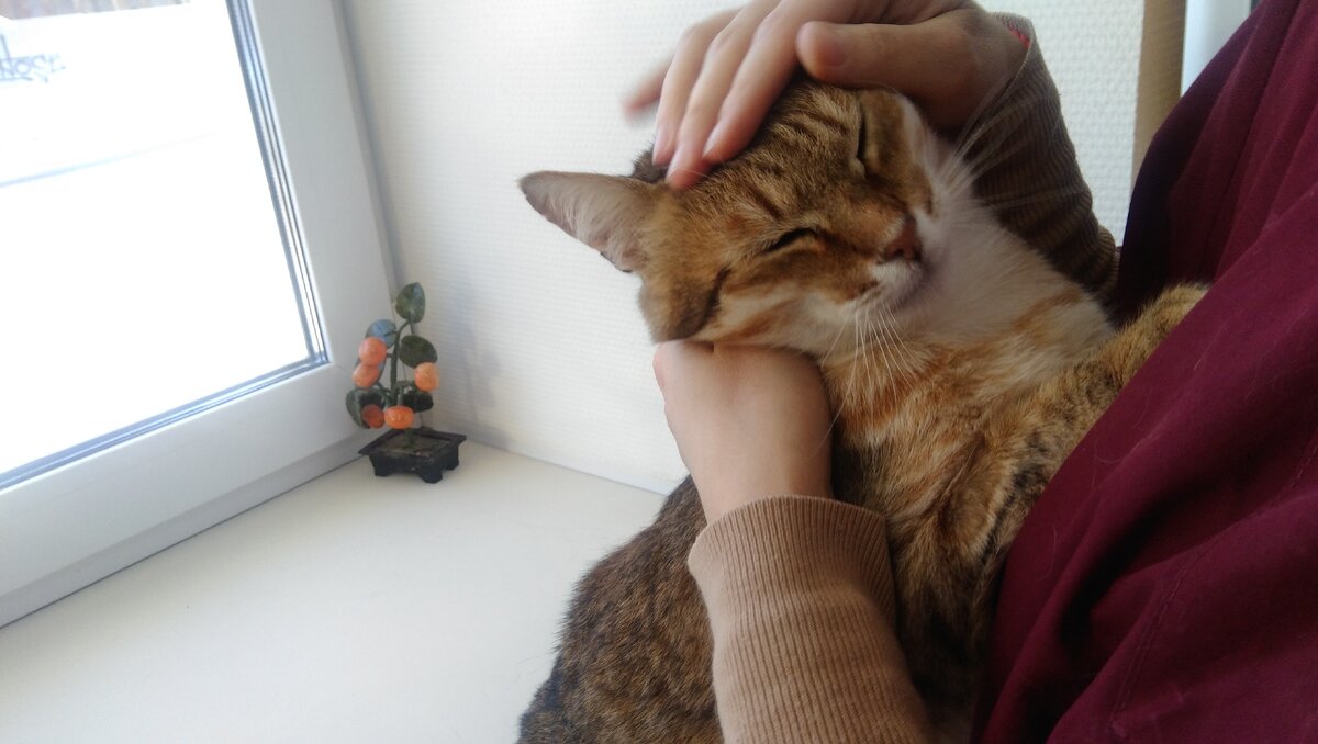 Мне жалко их всех. Но давайте будем реалистами. Ласковые котики, которых только что выгнали, гораздо быстрее можно поставить на лапы и пристроить. Согласны? 