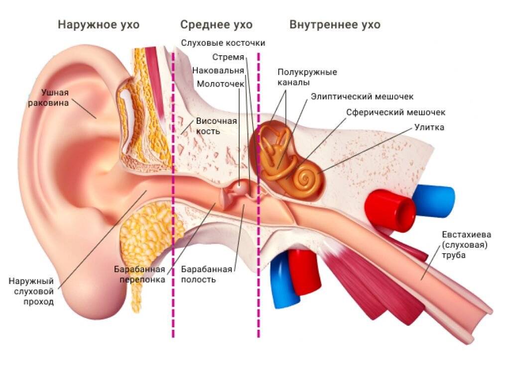 Строение уха грудничка