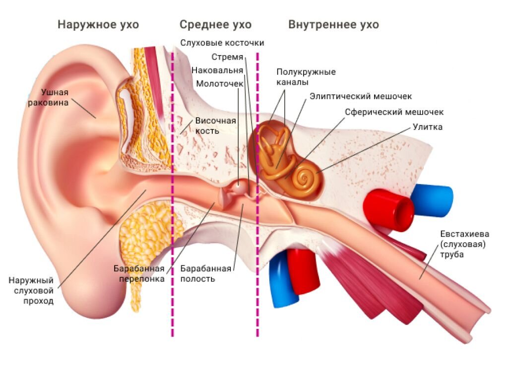 О строении ушей грудных детей