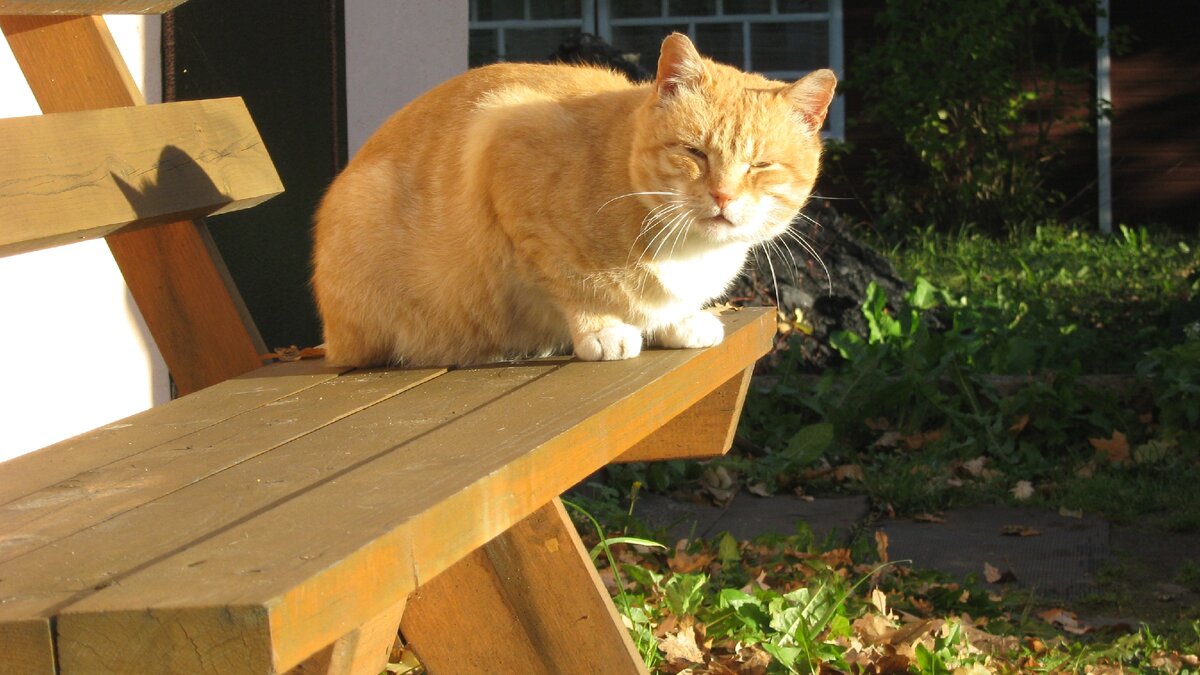 Рыжий оказался совершенно всеядным. Разгрызал даже куриные кости. Фото мое.