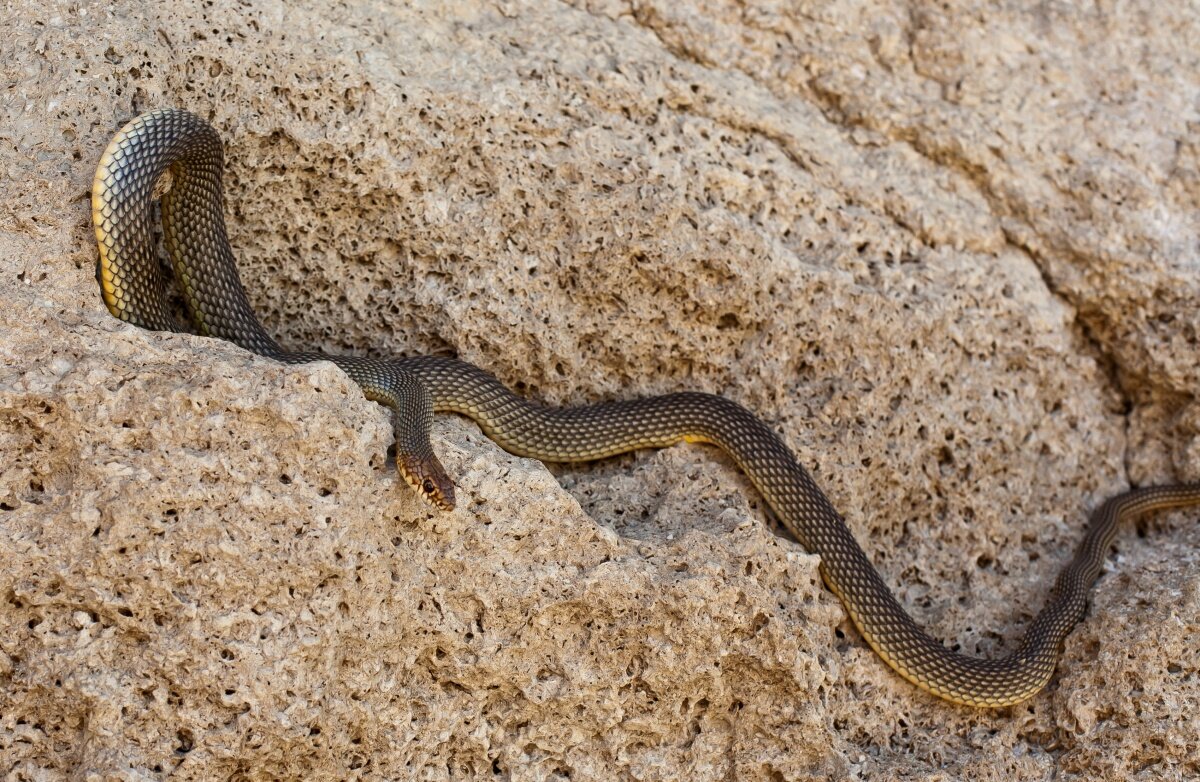 Каспийский полоз. Желтобрюхий полоз (Dolichophis caspius). Полоз змея желтобрюхий. Желтобрюхий Каспийский полоз. Каспийский полоз змея.