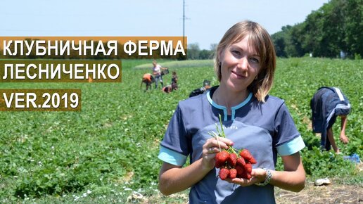 КЛУБНИЧНАЯ ФЕРМА ЛЕСНИЧЕНКО. VER.2019 Что нового в хозяйстве?