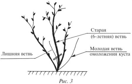 https://dachnyuchastok.ru/wp-content/uploads/2017/10/e1509040847910.jpg