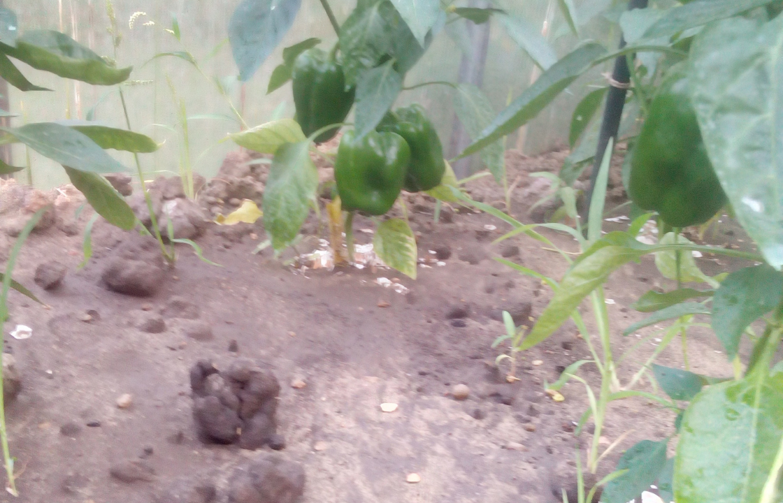 Плоды крупные и сочные