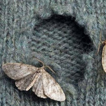 Моль на одежде. Фото из интернета