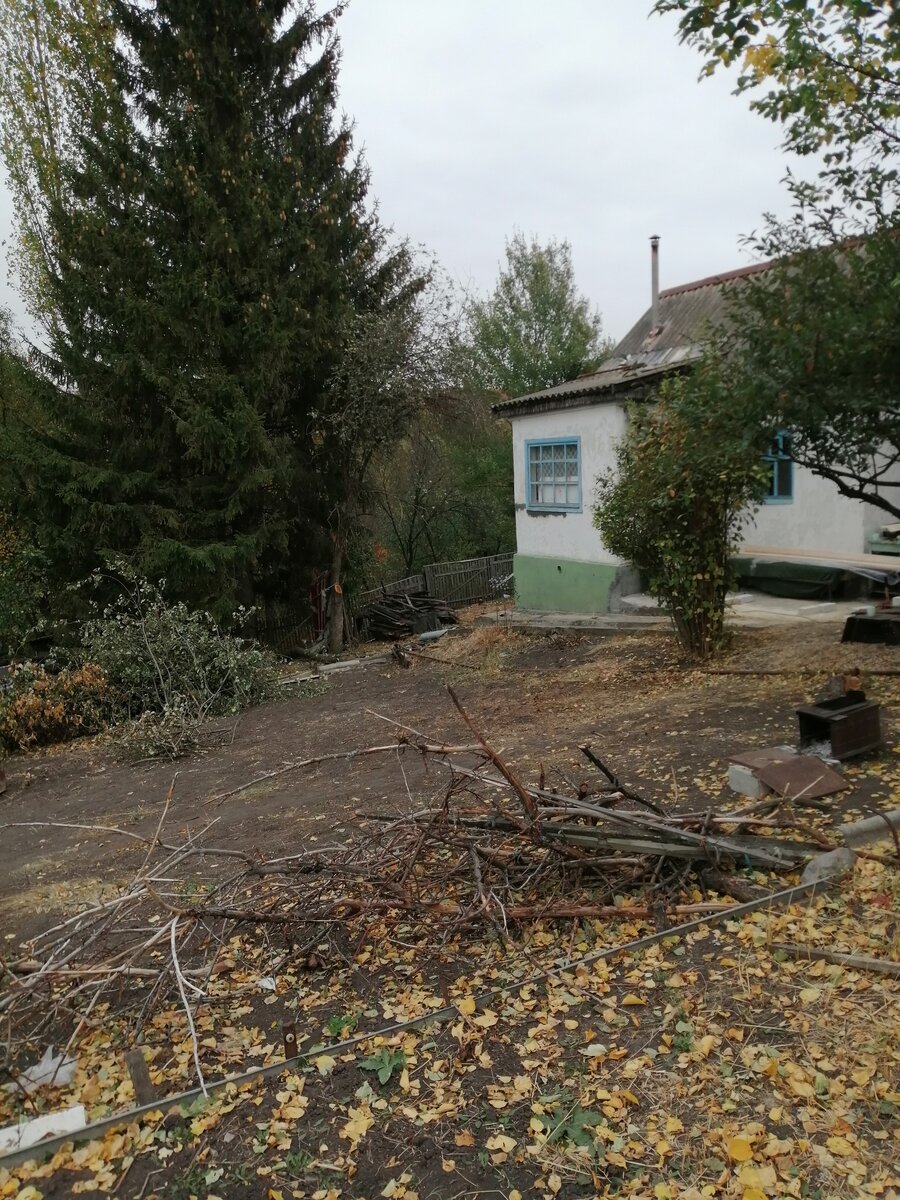 На фото одна из яблонь спилена на половину, но уже совершенно другой вид. А участок за домом стал совсем светлым. 