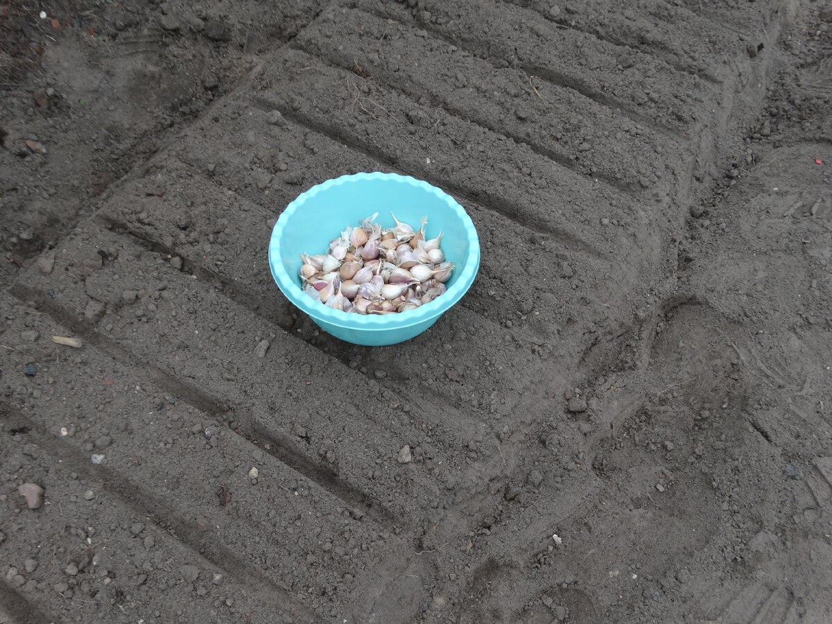 Грядка для чеснока. Личный опыт