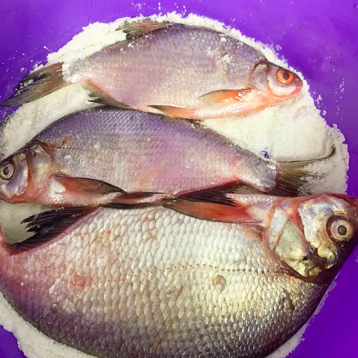 А эти красивые рыбки сегодня отправились на засолку