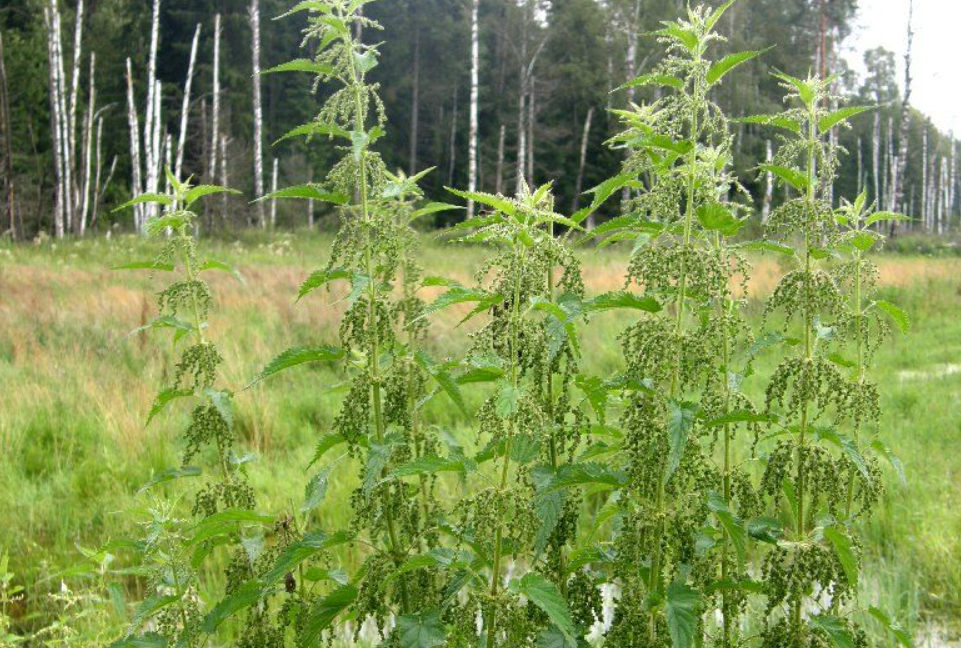 Поле крапивы. Крапива двудомная (Urtica dioica l.). Крапива Киевская (Urtica Kioviensis). Крапива двудомная в лесу. Крапива двудомная заросли.