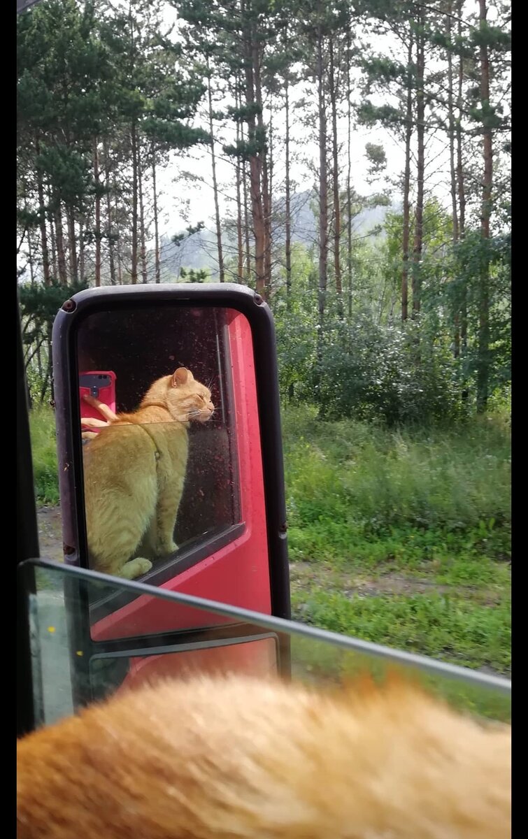 Поездка с котом из Владивостока в Москву. 