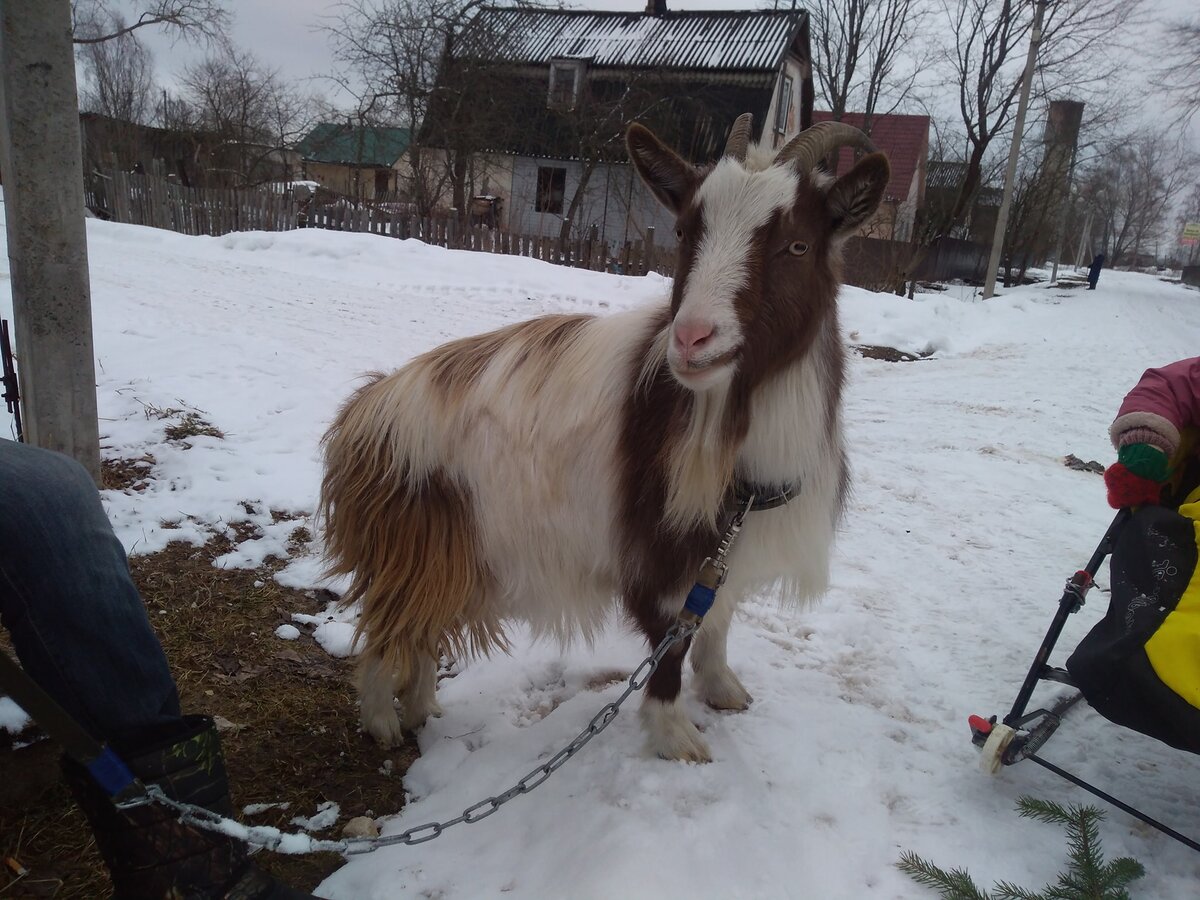 Такой мы подобрали Марту с пожара