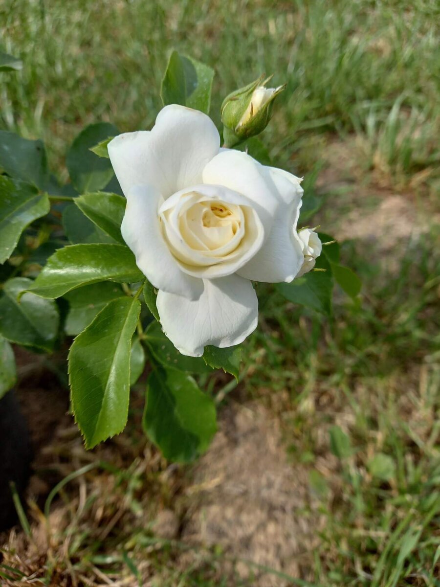 Ну совсем не Пенни Лейн. Лето 2021г.