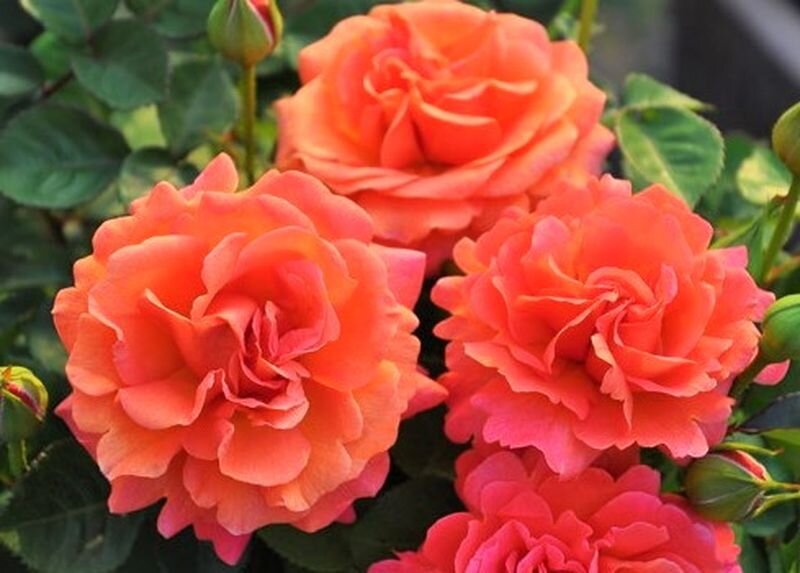 Листайте галерею для просмотра. Роза Easy Does It. Фото с сайта: https://capri-flower.com.ua.