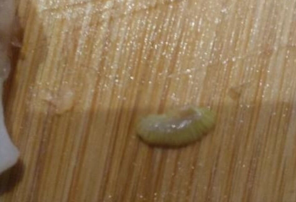 Личинка червя, которую в копчёном омуле нашли.