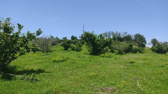 Участок СНТ в Сочи