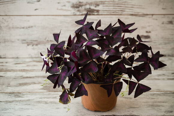 Кислица треугольная (Oxalis triangularis). Фото: Depositphotos