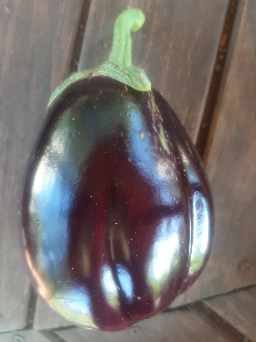 Сорт - "Черный Красавец"