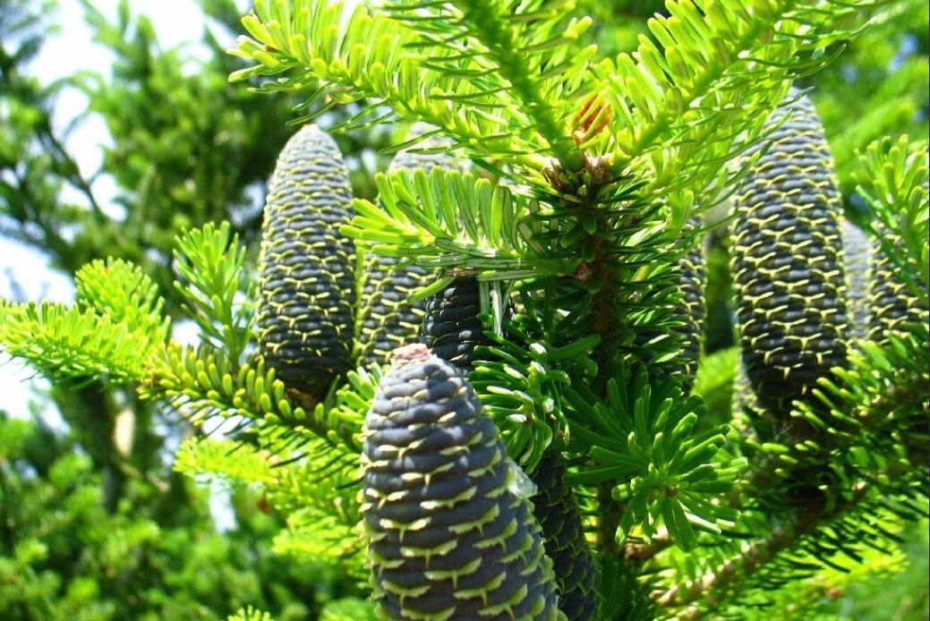 Для 1 кг эфирного масла, необходимо переработать 100 кг, молодых побегов пихты