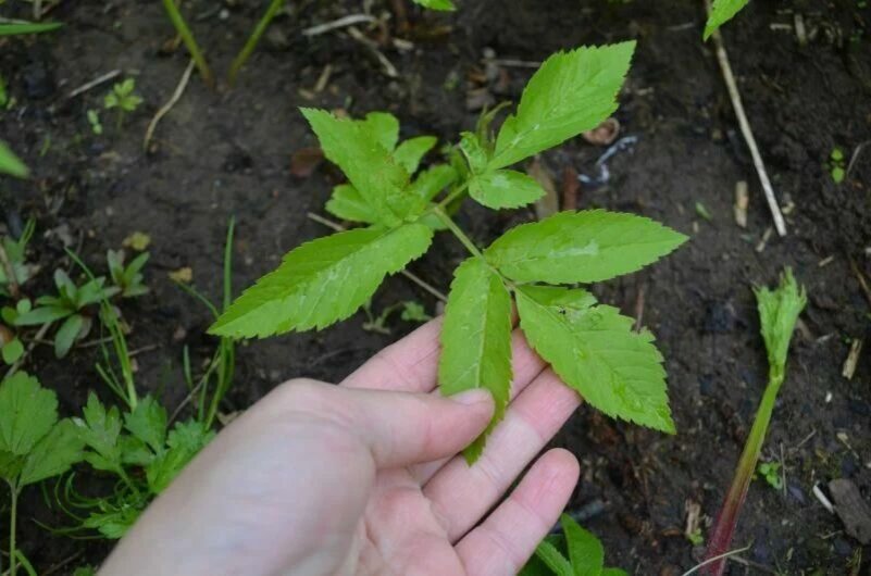 Сныть растет на огороде.