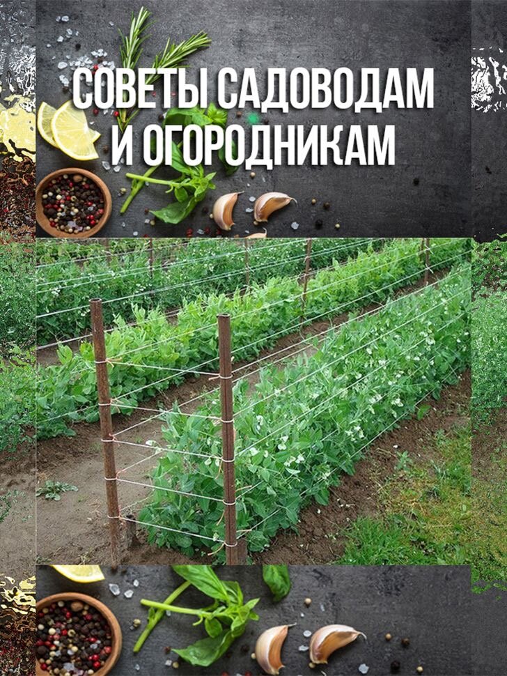 Дачные советы картинки