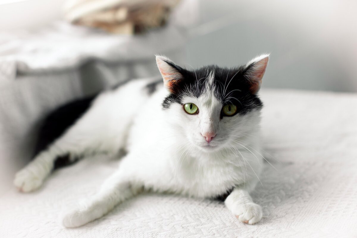 Кот Лёлик. Фото из официальной группы ВК "Верный"