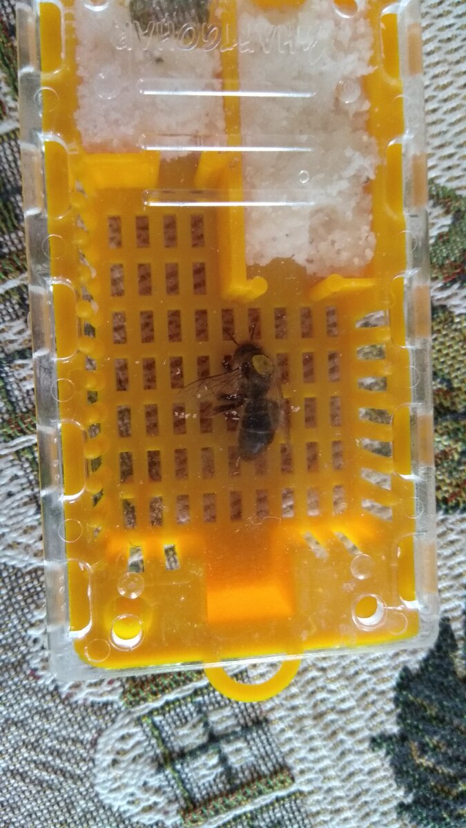 Мёртвая матка в клетке с канди