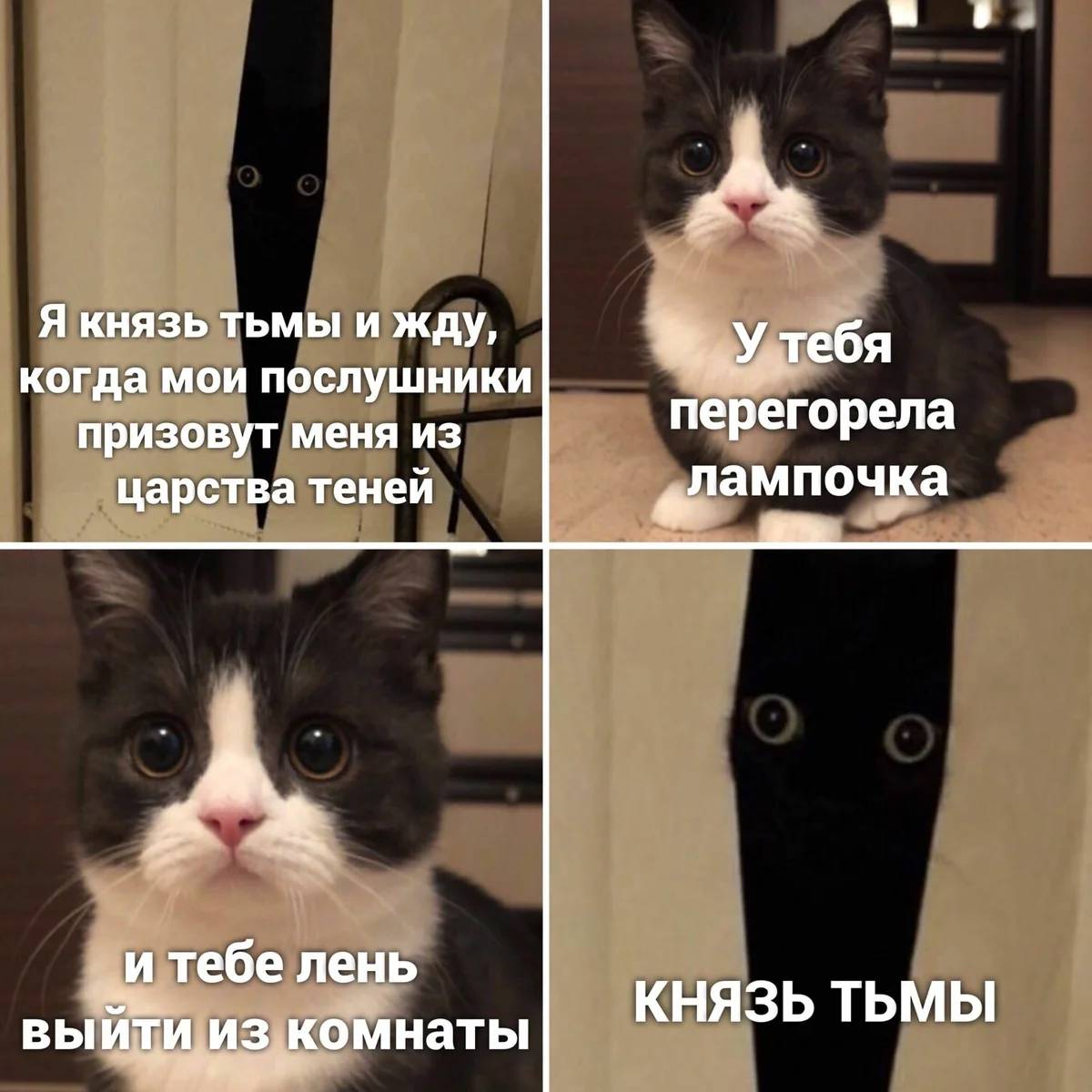 Коты мемы картинки с надписями