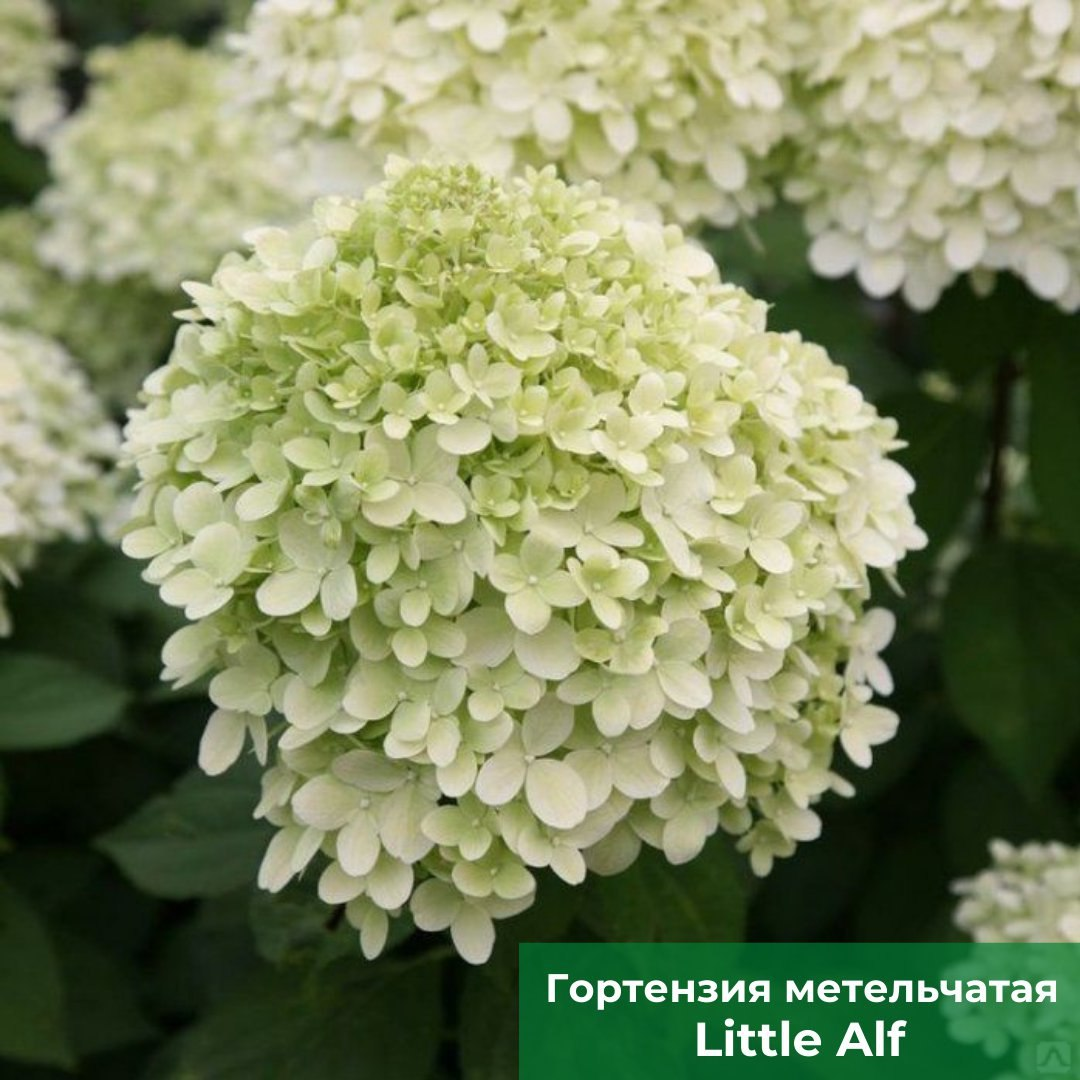  Гортензия метельчатая Little Alf