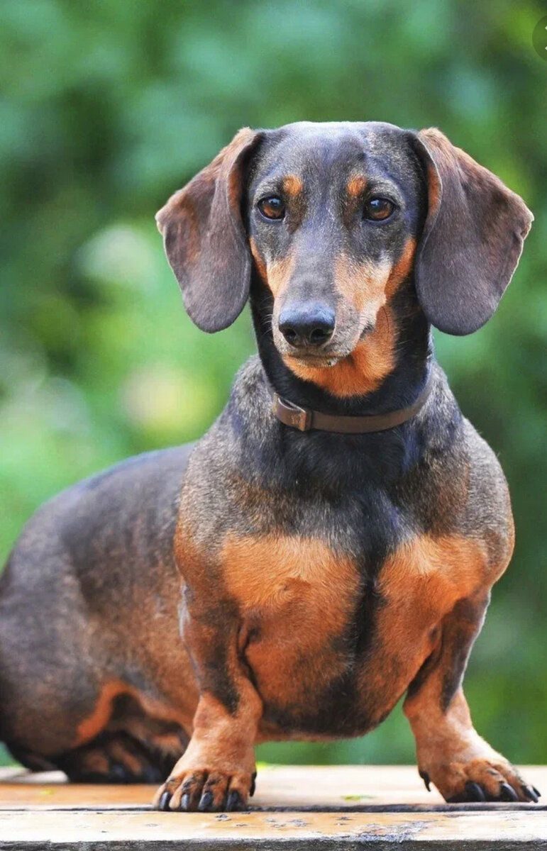 Фото взять из интернета. 