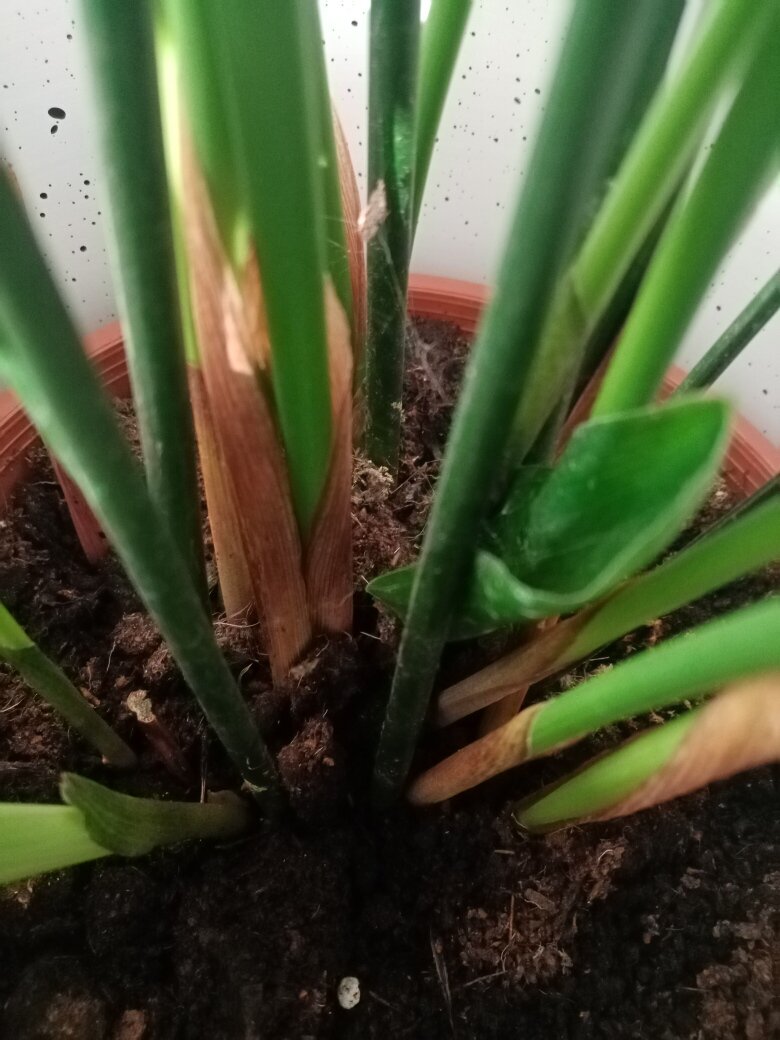 Смотрела с лупой, смотрела, не увидела жучков. Фото автора.