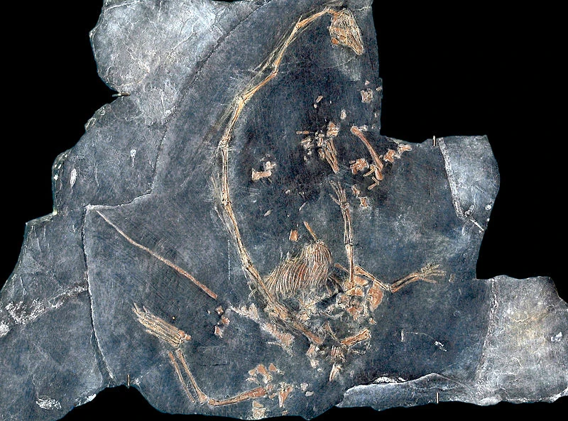 MSNM BES SC 1018 - образец T. longobardicus