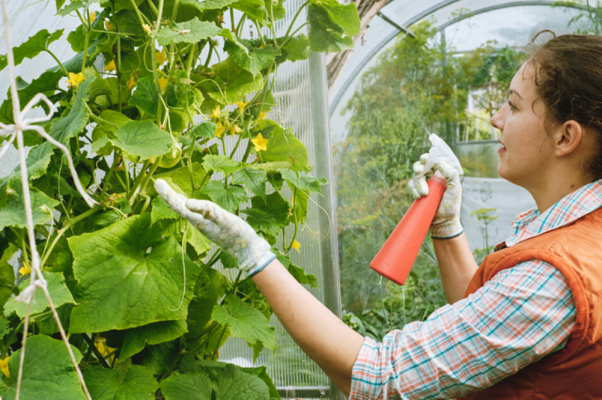    Лечение огурцов.