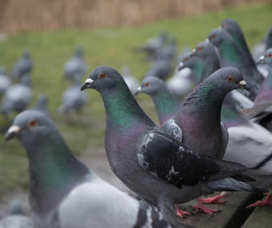 Даже птицы способны придумать суеверие. 