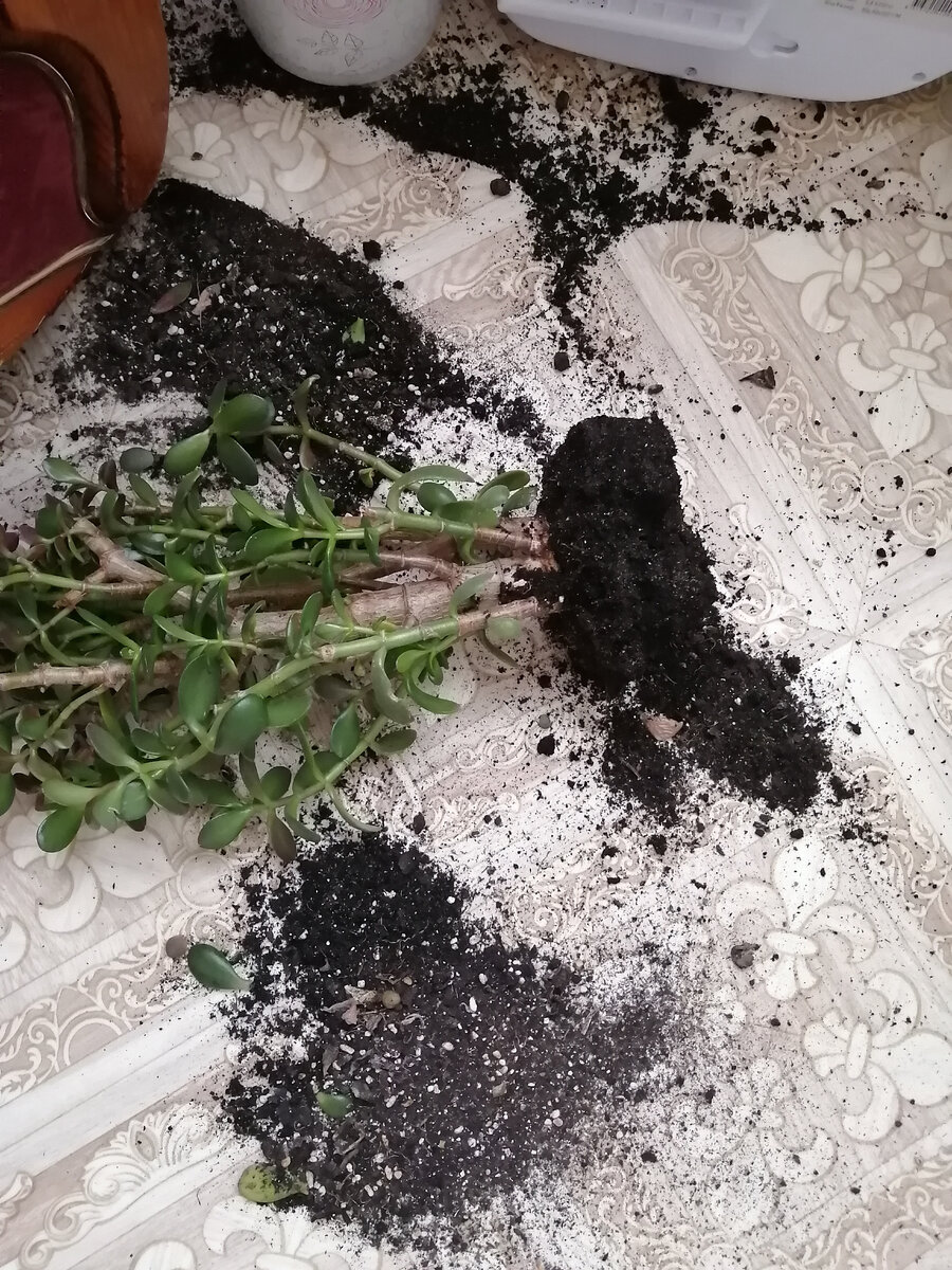 Павший цветок