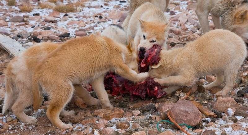 Нет, это не стая волков. Так кормят щенков гренландской собаки на родине. 