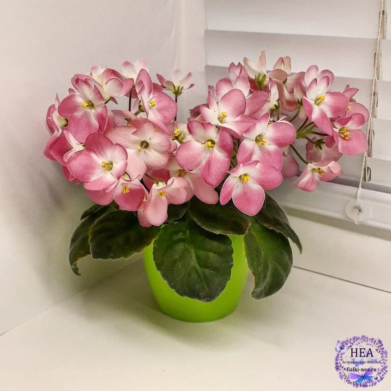 Mac's Pure Poetry (G.McDonald) (фото из интернета)