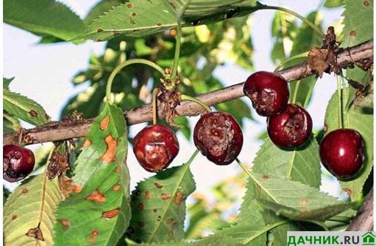 Вредители и болезни вишни - борьба с ними, фото симптомов