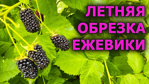 Летняя обрезка ежевики. Как делать летнюю обрезку ежевики и зачем она нужна?