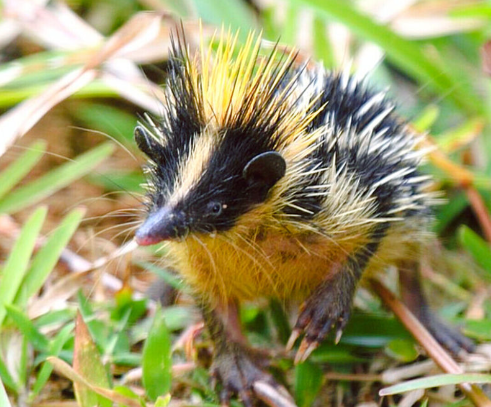 Полосатый тенрек живет в норе глубиной 15 сантиметров. Фото: tainyvselennoi.ruе 