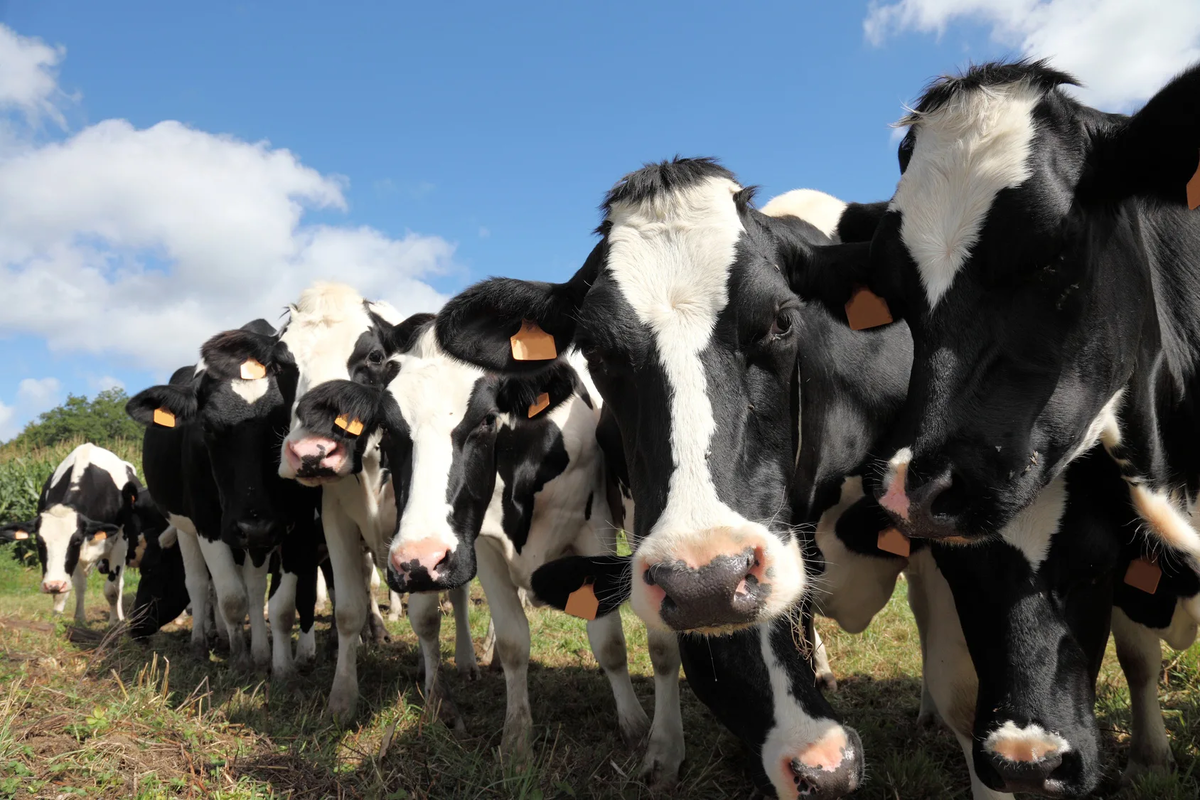 тех брак коров. племенной скот. коровы молочного стада это. голштинская корова. айрширская молочная порода коров.