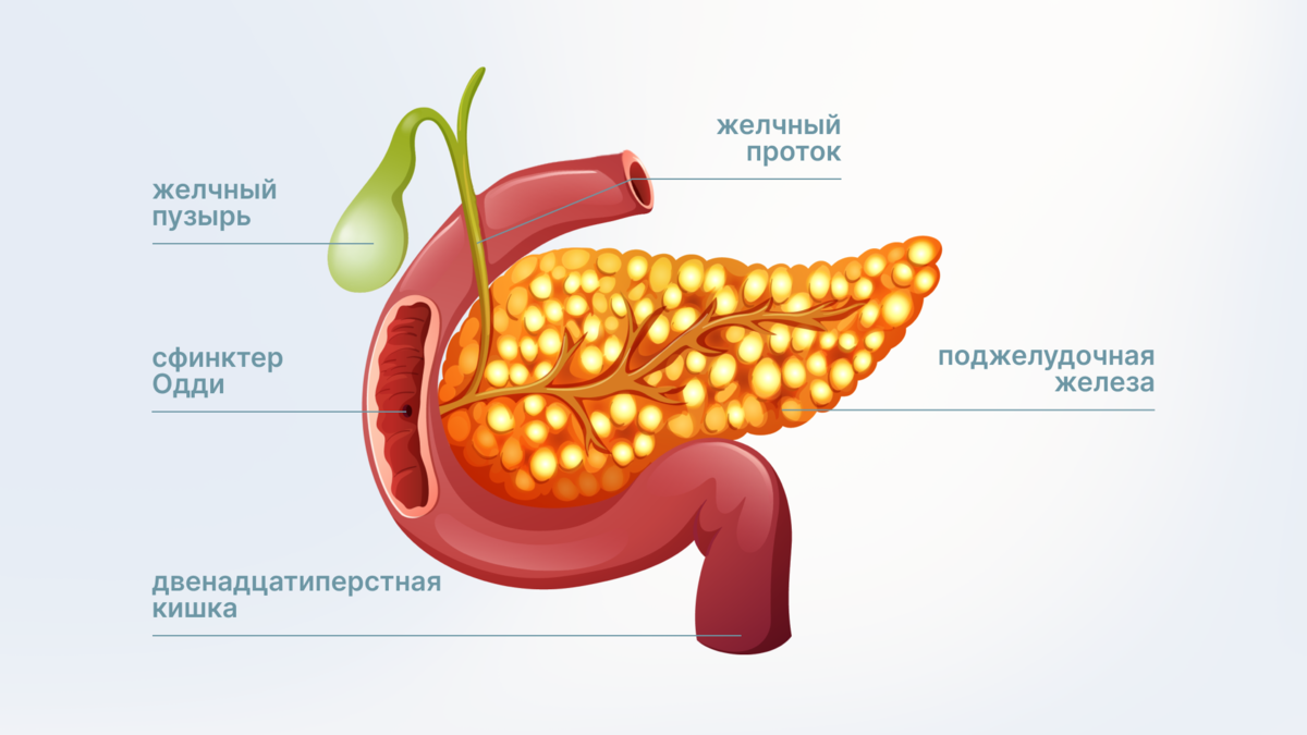 Симптомы при заболевании поджелудочной железе. Поджелудочная железа рисунок без фона. Поджелудочная железа у рыб. Заболевание поджелудочной объективные признаки. Какие продукты любит печень и поджелудочная железа человека.