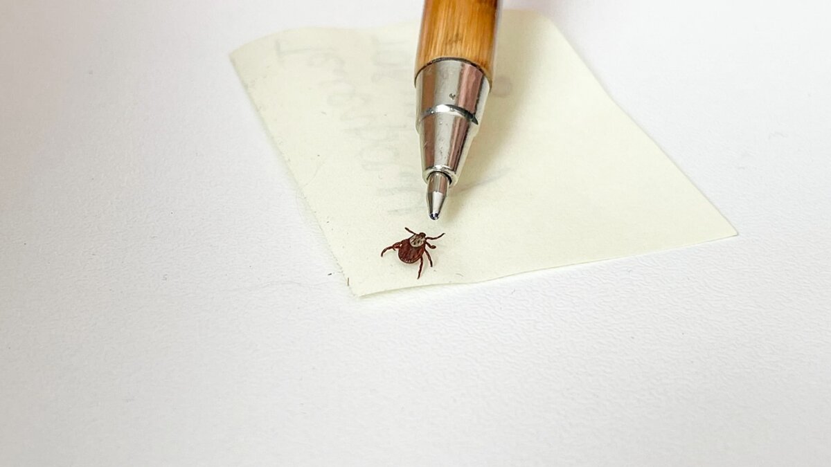     В региональном Роспотребнадзоре рассказали, сколько жителей республики пострадали от укусов клещей за прошедшую неделю.