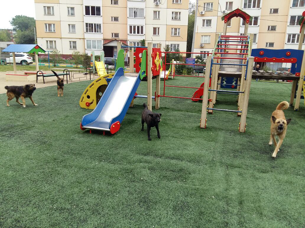 Паспорта всем псам — с 1 сентября регистрация домашних животных ...