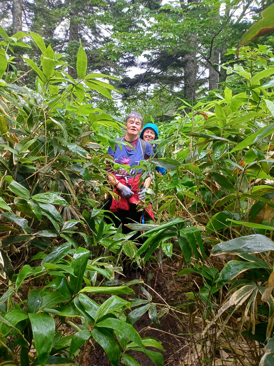 Тропа по бамбучнику